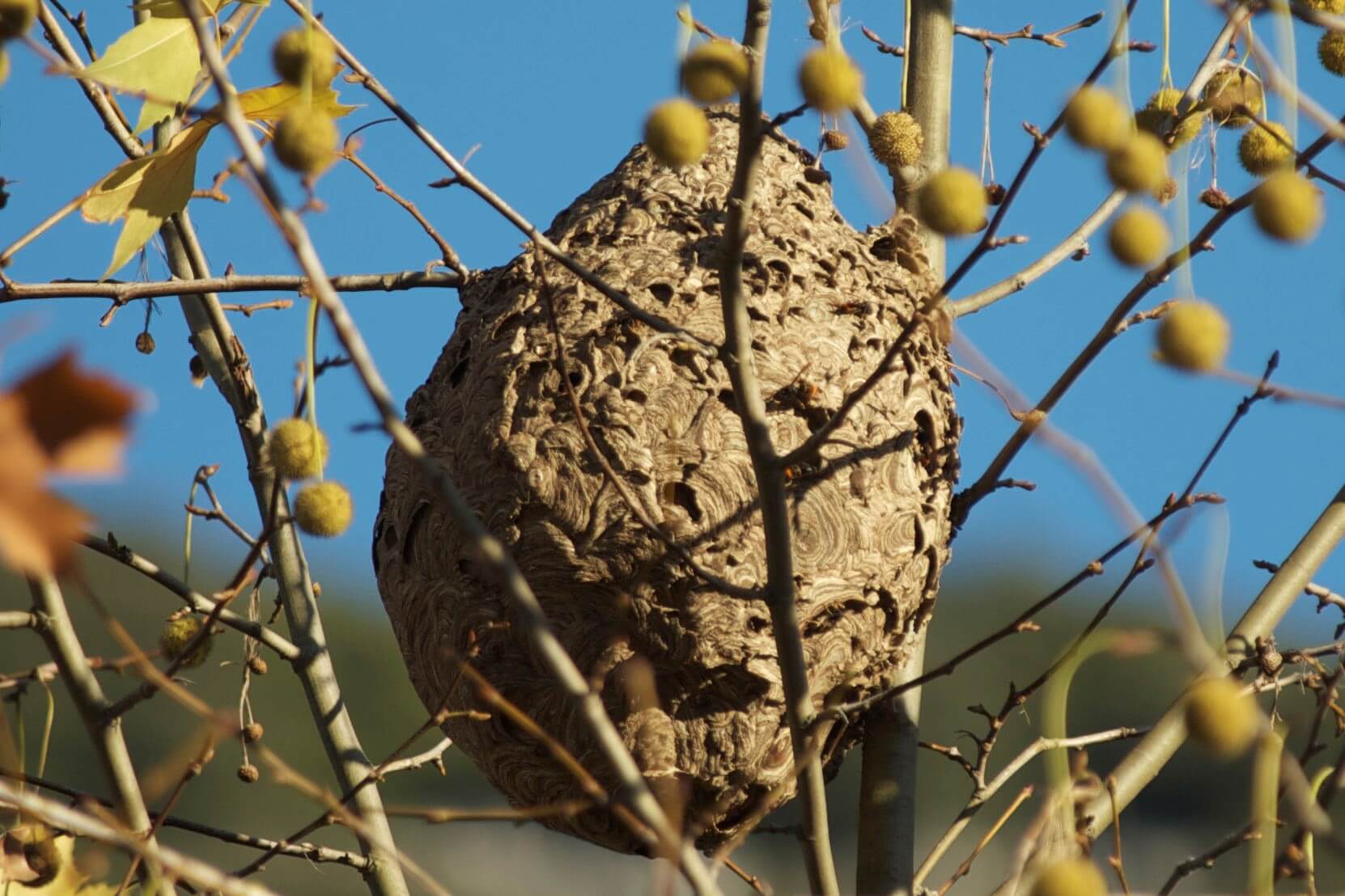 une nid sur un arbre