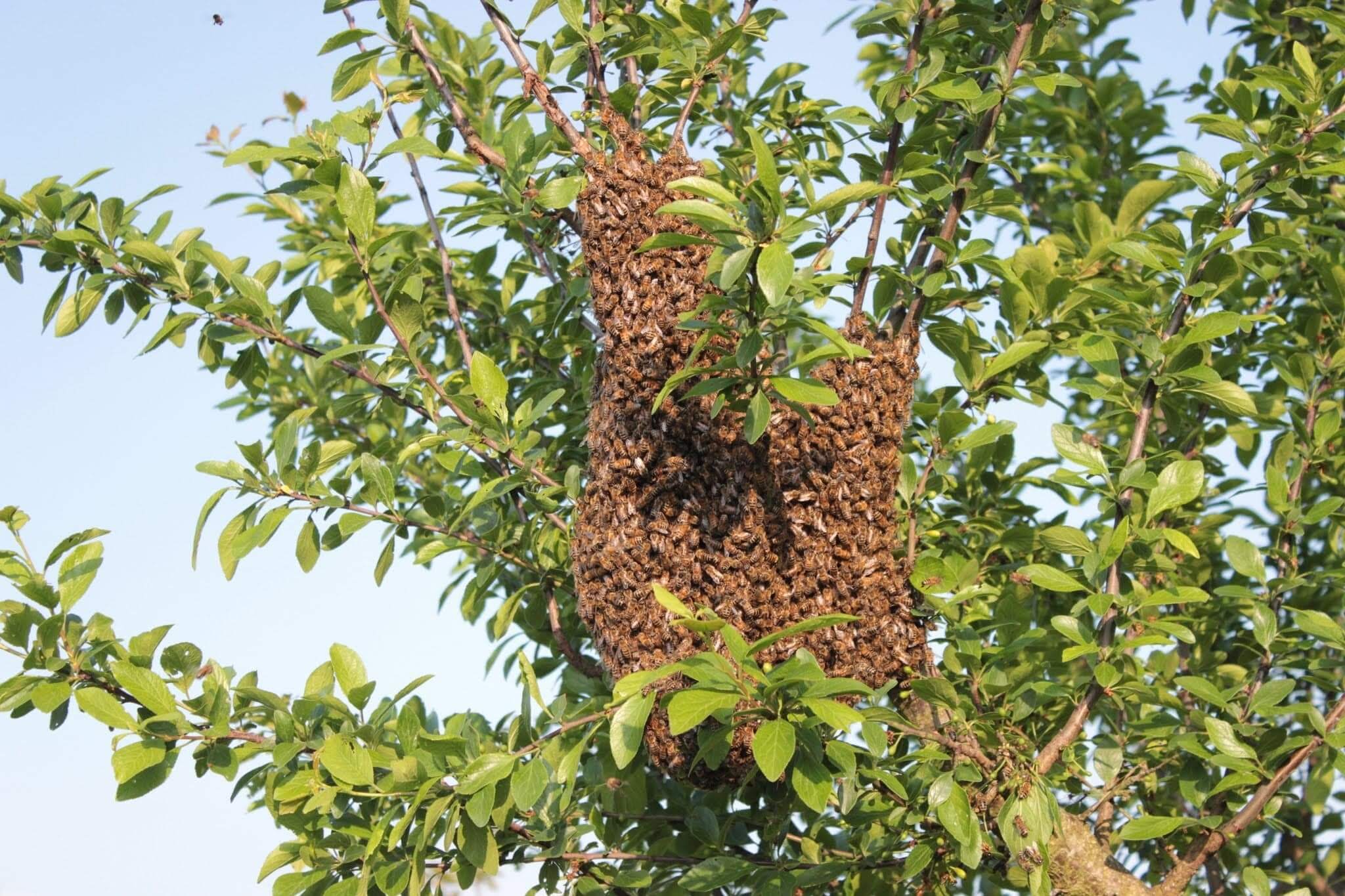 arbre avec un nid de guêpes